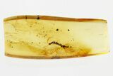 Detailed Fossil Moss (Bryophyta) In Baltic Amber #300745-1